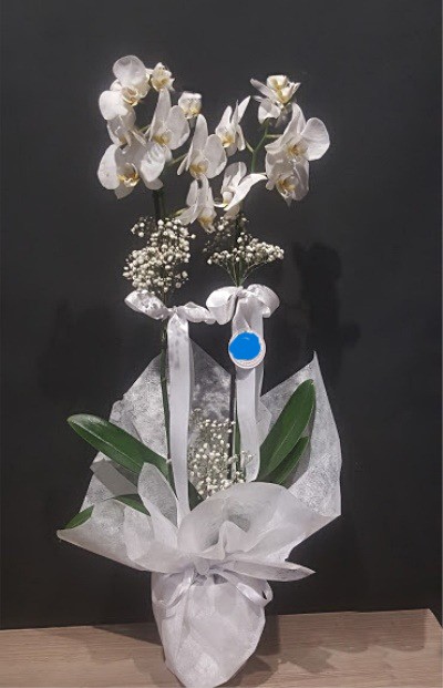 çiftdal beyaz  orkide